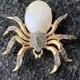 CROWN TRIFARI ALFRED PHILIPPE Gold Tone Spider Fantasia Pin Brooch MOP