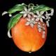 Trifari'Alfred Philippe' Pave and Enamel Orange Fruit Pin Clip